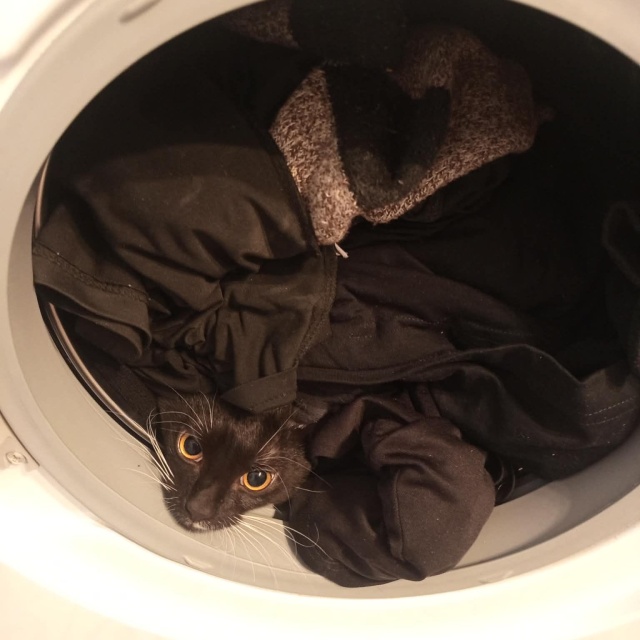 Dziubas Ich święto trwa cały rok, więc dzisiaj świętują podwójnie - obchodzimy Światowy Dzień Kota [ZDJĘCIA]