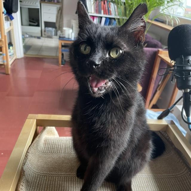 Gimli Ich święto trwa cały rok, więc dzisiaj świętują podwójnie - obchodzimy Światowy Dzień Kota [ZDJĘCIA]