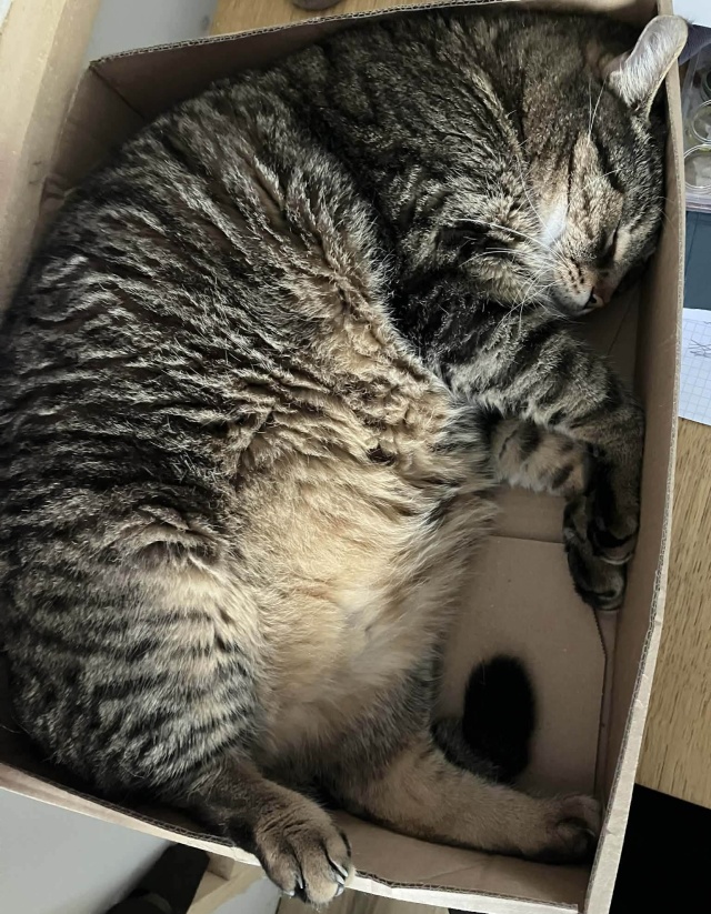 Kot Ich święto trwa cały rok, więc dzisiaj świętują podwójnie - obchodzimy Światowy Dzień Kota [ZDJĘCIA]