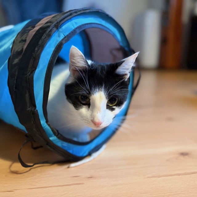 Krówka vel Katsu Ich święto trwa cały rok, więc dzisiaj świętują podwójnie - obchodzimy Światowy Dzień Kota [ZDJĘCIA]