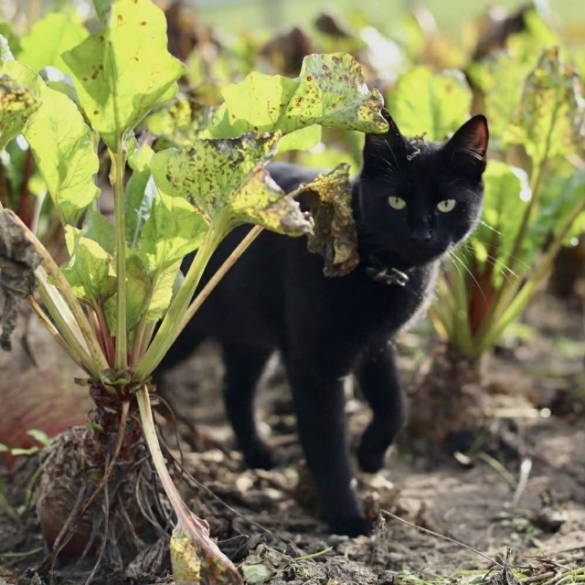 Lila Ich święto trwa cały rok, więc dzisiaj świętują podwójnie - obchodzimy Światowy Dzień Kota [ZDJĘCIA]