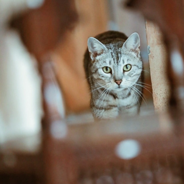 Malaika Ich święto trwa cały rok, więc dzisiaj świętują podwójnie - obchodzimy Światowy Dzień Kota [ZDJĘCIA]