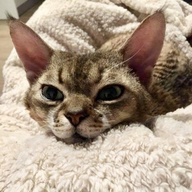 Miron Ich święto trwa cały rok, więc dzisiaj świętują podwójnie - obchodzimy Światowy Dzień Kota [ZDJĘCIA]