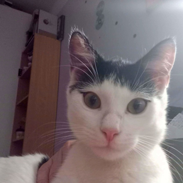 Orfeusz Ich święto trwa cały rok, więc dzisiaj świętują podwójnie - obchodzimy Światowy Dzień Kota [ZDJĘCIA]