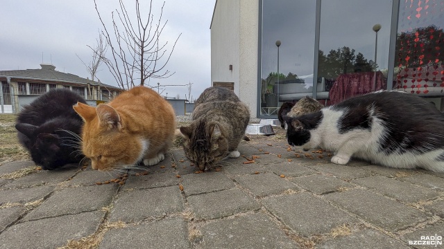 Fot. Maciej Papke [Radio Szczecin] Dzień Kota w schronisku w Dobrej [WIDEO, ZDJĘCIA]