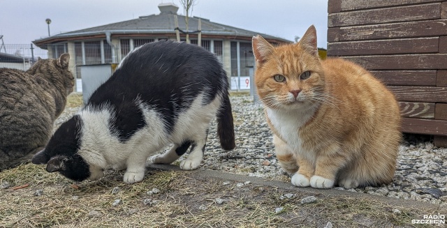 Fot. Maciej Papke [Radio Szczecin] Dzień Kota w schronisku w Dobrej [WIDEO, ZDJĘCIA]