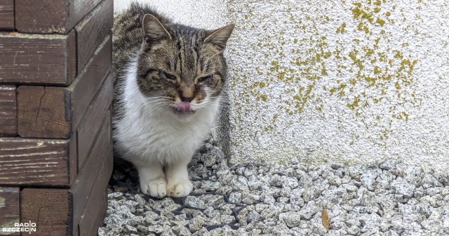 Fot. Maciej Papke [Radio Szczecin] Dzień Kota w schronisku w Dobrej [WIDEO, ZDJĘCIA]