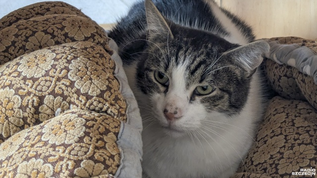 Fot. Maciej Papke [Radio Szczecin] Dzień Kota w schronisku w Dobrej [WIDEO, ZDJĘCIA]