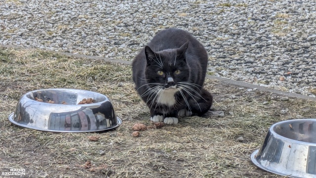 Fot. Maciej Papke [Radio Szczecin] Dzień Kota w schronisku w Dobrej [WIDEO, ZDJĘCIA]