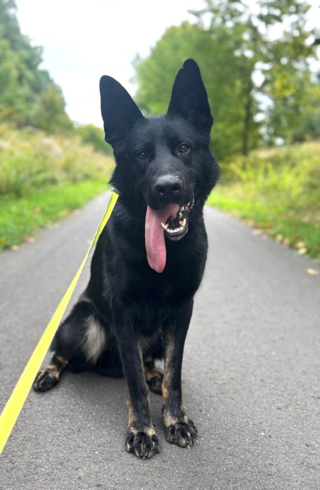 Fot. KPP w Myśliborzu Pies odnalazł zaginionego