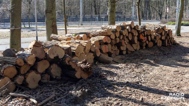 Fot. Robert Stachnik [Radio Szczecin] Wycinka drzew w Lesie Arkońskim. Podzielone opinie mieszkańców [ZDJĘCIA]
