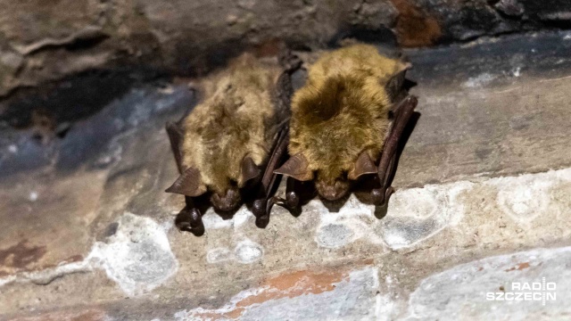 Fot. Robert Stachnik [Radio Szczecin] Duża liczba nietoperzy hibernowała tej zimy w Szczecinie [WIDEO, ZDJĘCIA]