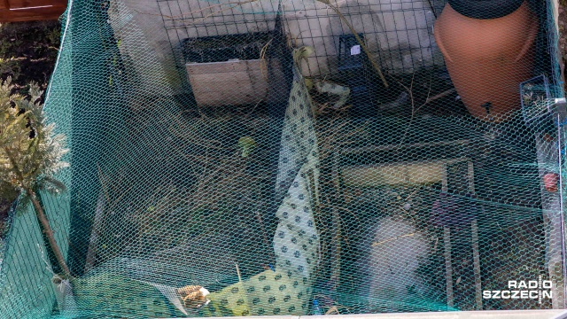 Fot. Robert Stachnik [Radio Szczecin] Spór o drób w kamienicy w Podjuchach [ZDJĘCIA]