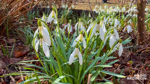 Fot. Robert Stachnik [Radio Szczecin] Pierwsze krokusy zawitały na Jasne Błonia. "Będzie pięknie i kolorowo" [ZDJĘCIA]