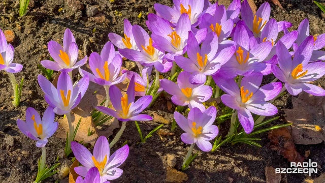 Fot. Robert Stachnik [Radio Szczecin] Pierwsze krokusy zawitały na Jasne Błonia. "Będzie pięknie i kolorowo" [ZDJĘCIA]