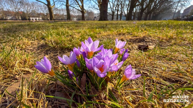 Fot. Robert Stachnik [Radio Szczecin] Pierwsze krokusy zawitały na Jasne Błonia. "Będzie pięknie i kolorowo" [ZDJĘCIA]