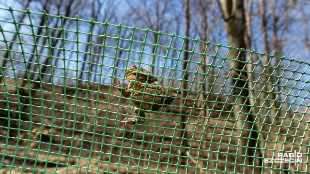 Fot. Robert Stachnik [Radio Szczecin] Zaczyna się okres ochronny ropuch. Jest apel do kierowców [ZDJĘCIA]
