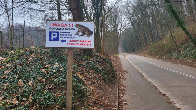 Fot. Urząd Miasta Szczecin Zaczyna się okres ochronny ropuch. Jest apel do kierowców [ZDJĘCIA]