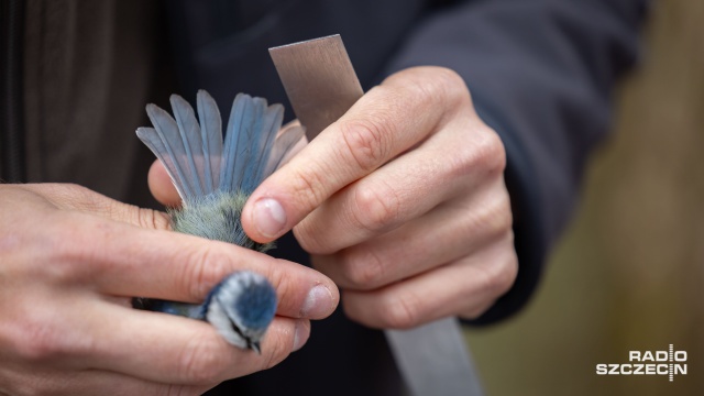 Fot. Robert Stachnik [Radio Szczecin] Akcja Karmnik na Cmentarzu Centralnym [WIDEO, ZDJĘCIA]