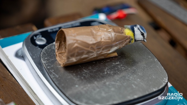 Fot. Robert Stachnik [Radio Szczecin] Akcja Karmnik na Cmentarzu Centralnym [WIDEO, ZDJĘCIA]