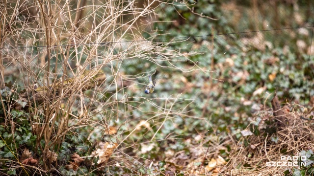 Fot. Robert Stachnik [Radio Szczecin] Akcja Karmnik na Cmentarzu Centralnym [WIDEO, ZDJĘCIA]
