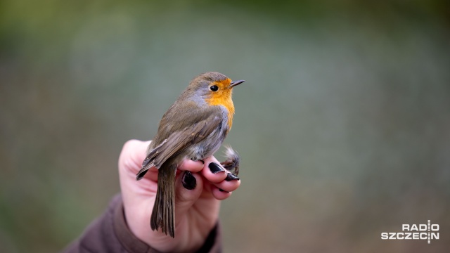 Fot. Robert Stachnik [Radio Szczecin] Akcja Karmnik na Cmentarzu Centralnym [WIDEO, ZDJĘCIA]