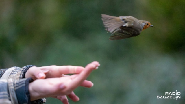Fot. Robert Stachnik [Radio Szczecin] Akcja Karmnik na Cmentarzu Centralnym [WIDEO, ZDJĘCIA]