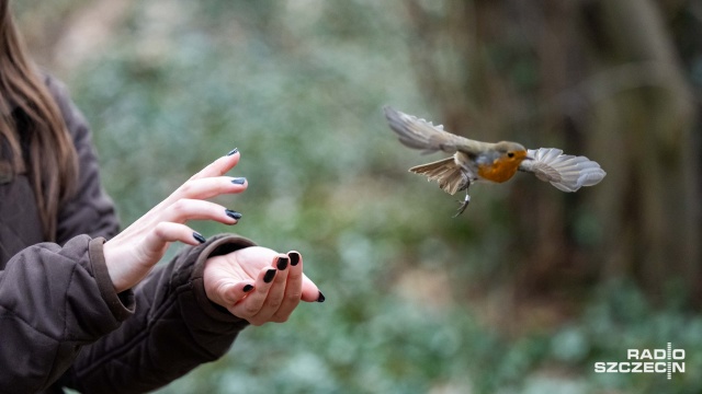 Fot. Robert Stachnik [Radio Szczecin] Akcja Karmnik na Cmentarzu Centralnym [WIDEO, ZDJĘCIA]
