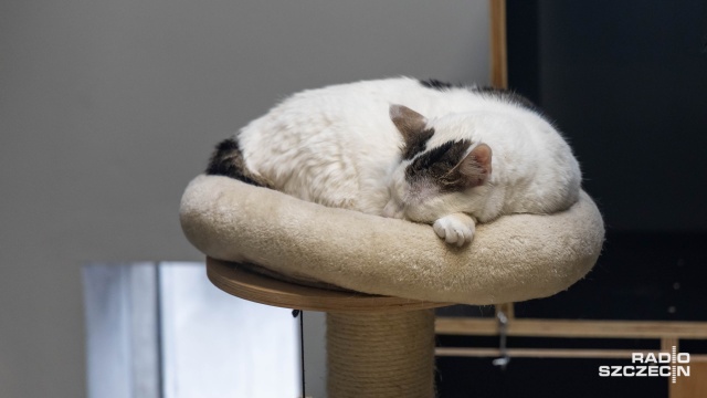 Fot. Robert Stachnik [Radio Szczecin] Poszukiwani wolontariusze do opieki nad schroniskowymi kotami [WIDEO, ZDJĘCIA]