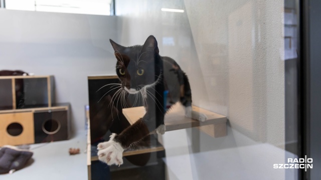 Fot. Robert Stachnik [Radio Szczecin] Poszukiwani wolontariusze do opieki nad schroniskowymi kotami [WIDEO, ZDJĘCIA]