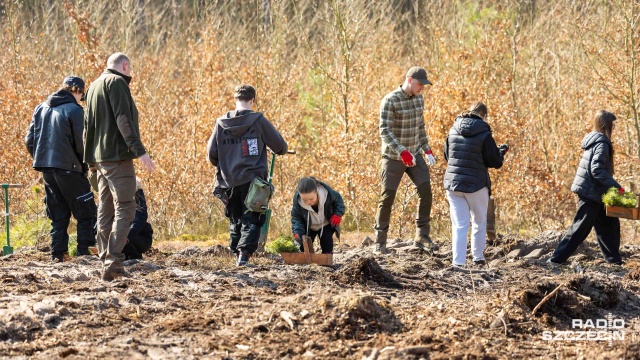 Fot. Robert Stachnik [Radio Szczecin] Kilka tysięcy nowych drzewek w Nadleśnictwie Trzebież [WIDEO, ZDJĘCIA]