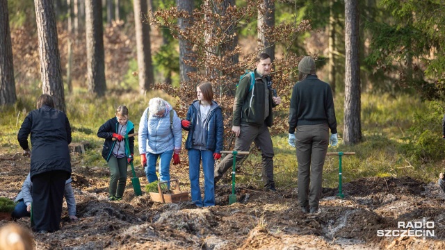 Fot. Robert Stachnik [Radio Szczecin] Kilka tysięcy nowych drzewek w Nadleśnictwie Trzebież [WIDEO, ZDJĘCIA]