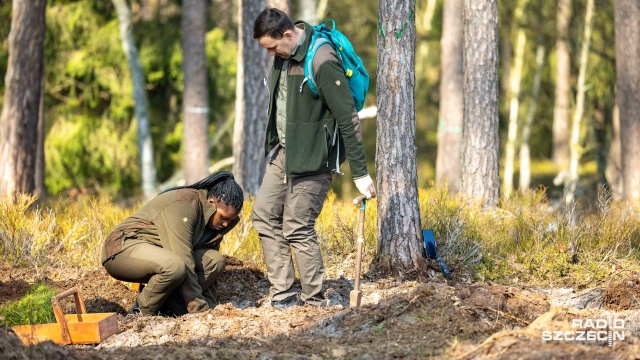 Fot. Robert Stachnik [Radio Szczecin] Kilka tysięcy nowych drzewek w Nadleśnictwie Trzebież [WIDEO, ZDJĘCIA]