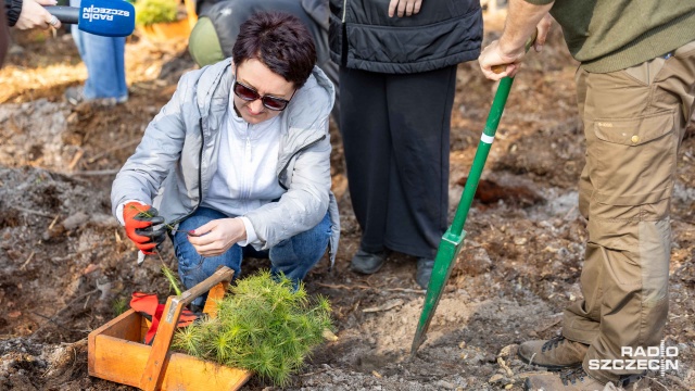 Fot. Robert Stachnik [Radio Szczecin] Kilka tysięcy nowych drzewek w Nadleśnictwie Trzebież [WIDEO, ZDJĘCIA]