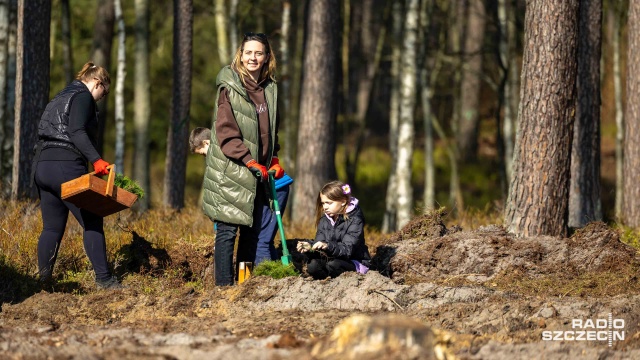 Fot. Robert Stachnik [Radio Szczecin] Kilka tysięcy nowych drzewek w Nadleśnictwie Trzebież [WIDEO, ZDJĘCIA]