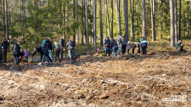 Fot. Robert Stachnik [Radio Szczecin] Kilka tysięcy nowych drzewek w Nadleśnictwie Trzebież [WIDEO, ZDJĘCIA]