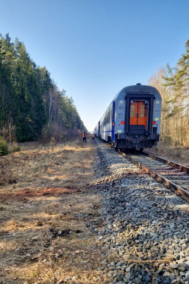 Fot. PAP/KP PSP Hajnówka "Żubr" zderzył się z żubrami