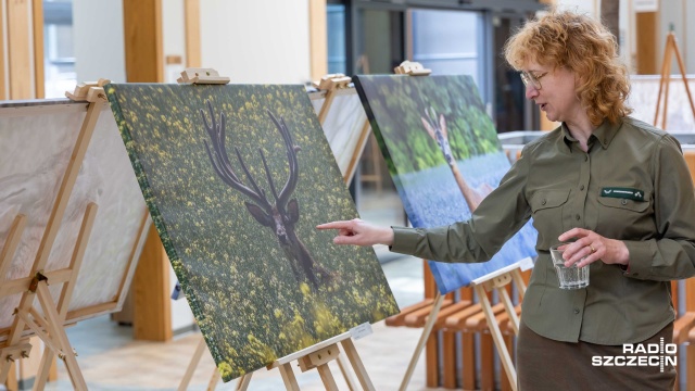 Fot. Robert Stachnik [Radio Szczecin] Portrety zwierząt na nowej wystawie w siedzibie Lasów Państwowych [ZDJĘCIA]