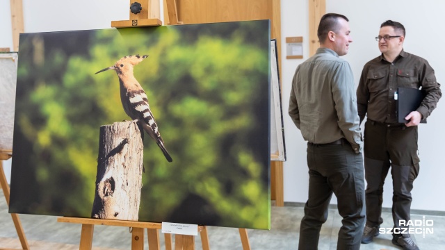 Fot. Robert Stachnik [Radio Szczecin] Portrety zwierząt na nowej wystawie w siedzibie Lasów Państwowych [ZDJĘCIA]