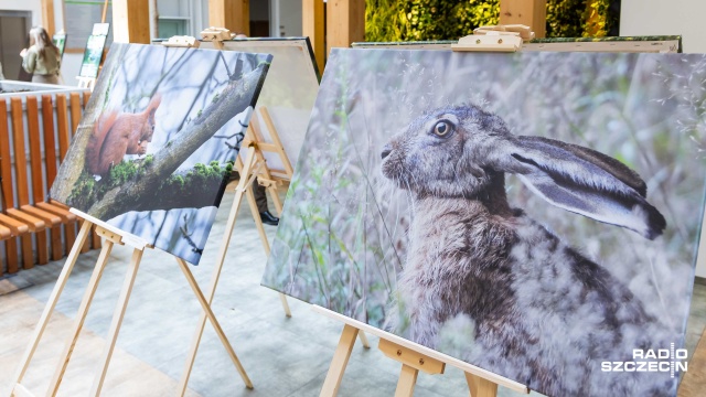 Fot. Robert Stachnik [Radio Szczecin] Portrety zwierząt na nowej wystawie w siedzibie Lasów Państwowych [ZDJĘCIA]