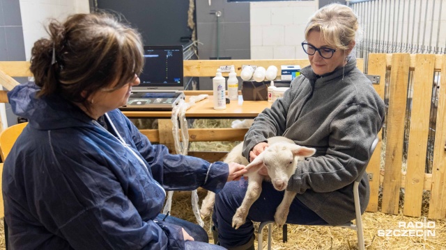 Fot. Robert Stachnik [Radio Szczecin] W Zwierzętarni ZUT-u urodziły się zagrożone wyginięciem owce pomorskie [WIDEO, ZDJĘCIA]