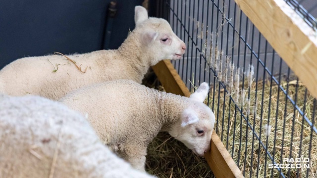 Fot. Robert Stachnik [Radio Szczecin] W Zwierzętarni ZUT-u urodziły się zagrożone wyginięciem owce pomorskie [WIDEO, ZDJĘCIA]