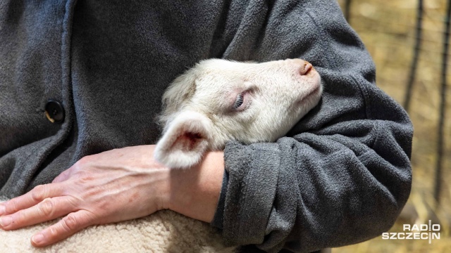 Fot. Robert Stachnik [Radio Szczecin] W Zwierzętarni ZUT-u urodziły się zagrożone wyginięciem owce pomorskie [WIDEO, ZDJĘCIA]