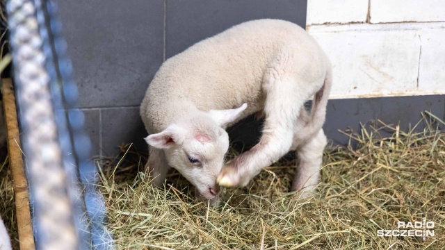 Fot. Robert Stachnik [Radio Szczecin] W Zwierzętarni ZUT-u urodziły się zagrożone wyginięciem owce pomorskie [WIDEO, ZDJĘCIA]