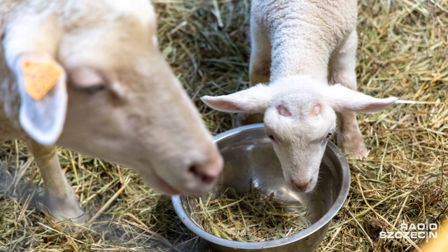 Fot. Robert Stachnik [Radio Szczecin] W Zwierzętarni ZUT-u urodziły się zagrożone wyginięciem owce pomorskie [WIDEO, ZDJĘCIA]