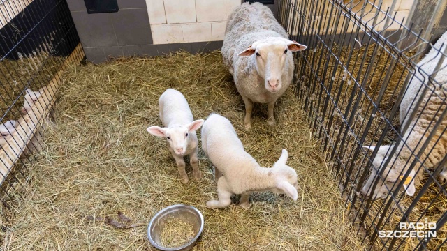 Fot. Robert Stachnik [Radio Szczecin] W Zwierzętarni ZUT-u urodziły się zagrożone wyginięciem owce pomorskie [WIDEO, ZDJĘCIA]