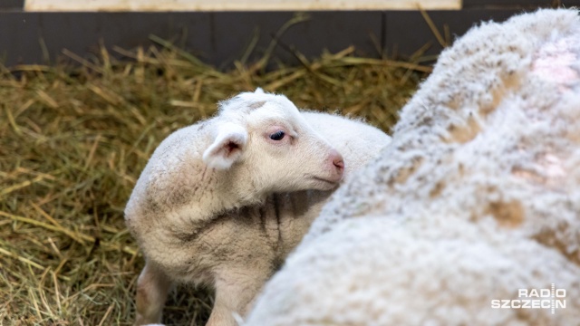 Fot. Robert Stachnik [Radio Szczecin] W Zwierzętarni ZUT-u urodziły się zagrożone wyginięciem owce pomorskie [WIDEO, ZDJĘCIA]