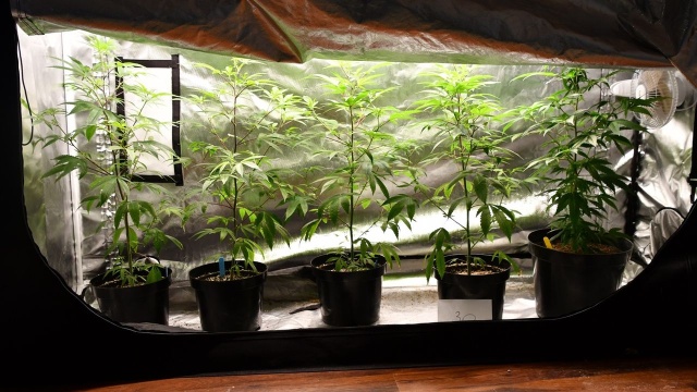 Fot. Komenda Powiatowa Policji w Stargardzie Ponad 4 kg marihuany i plantacja konopi w rękach służb [WIDEO, ZDJĘCIA]