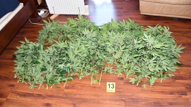 Fot. Komenda Powiatowa Policji w Stargardzie Ponad 4 kg marihuany i plantacja konopi w rękach służb [WIDEO, ZDJĘCIA]