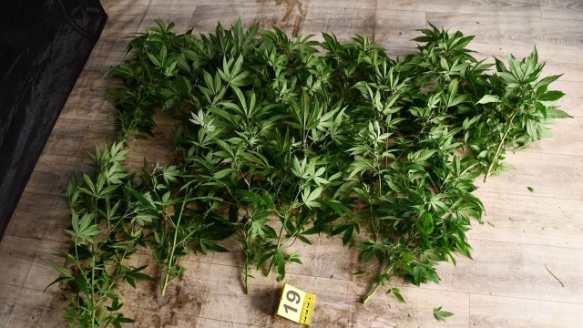 Fot. Komenda Powiatowa Policji w Stargardzie Ponad 4 kg marihuany i plantacja konopi w rękach służb [WIDEO, ZDJĘCIA]